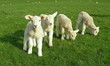 Spring Lambs