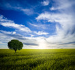 Lonely tree at sunrise