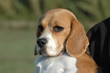 Beagle