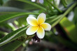 Frangipani im Baum