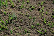 Fire Ant Mound in Texas Grass Fire Ant Mound in Texas Grass