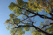 sophorier du japon-sophora japonica sophorier du japon-sophora japonica