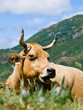 Cow relaxing in the mountains
