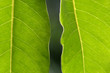 Feuille verte