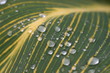 Feuille de pluie 01