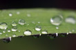 Feuille de pluie 02