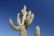 Saguaro cacti blossoms in the Sonoran Desert in Arizona.