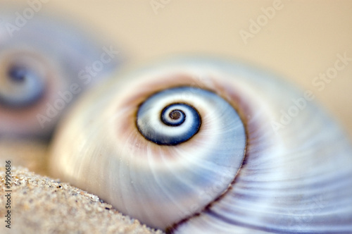 Foto: Schneckenhaus am Strand Schneckenhaus am Strand