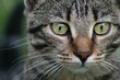 Katzengesicht