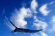Aquila nel cielo