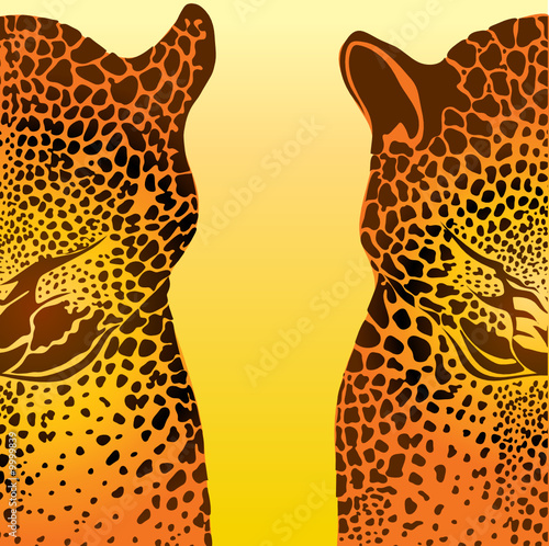background with two leopards background with two leopards