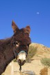 ����: donkey face � Vladir09 #10006055