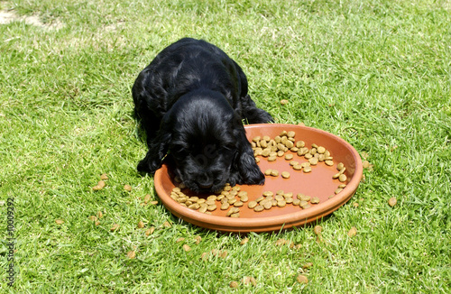 chiot cocker en train de manger des croquettes