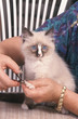 Ragdoll chaton très gentil pour sa manucure