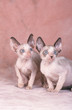 chatons Rex Cornish en rose et yeux bleus