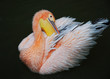 Pelican