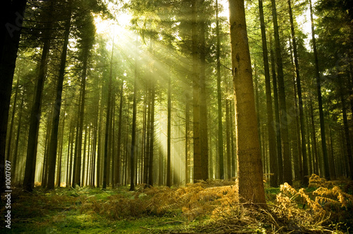 Pine forest with the last of the sun shining through the trees.