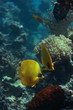 Bluecheek butterlfyfish