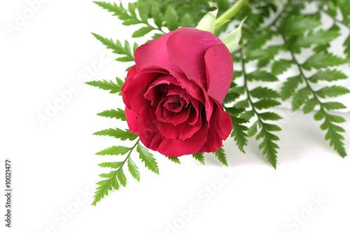 Photo: Rose Isolated On White Rose Isolated On White