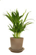 ficus