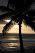 ile de la Réunion couché de soleil Palmier ile de la Réunion couché de soleil Palmier