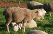 Lamm
