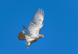 Red tail hawk with wings spread