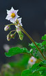 Foto: flowering potatoes bush on the field flowering potatoes bush on the field