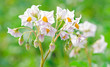 Foto: flowering potatoes bush on the field flowering potatoes bush on the field