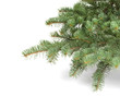 Fir tree branch on a white background.
