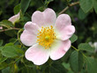 rosa canina