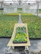 greenhouse