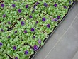 winter pansies