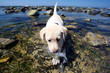 yellow Labrador Retriever  in the  water