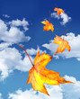 Maple leaves falling against a blue sky