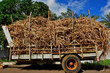 produits agricole, cannes sucre sur remorque