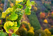 close up of a bunch of grapes in autumn