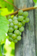 close up of a bunch of grapes in autumn close up of a bunch of grapes in autumn