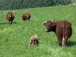 vaches salers