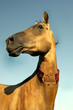 Akhal-teke horse