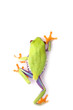 winner frog macro - a red-eyed tree frog (Agalychnis) winner frog macro - a red-eyed tree frog (Agalychnis)