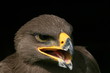 Head of eagle Head of eagle