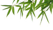 border of bamboo-leaves isolated on a white background. border of bamboo-leaves isolated on a white background.