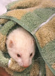 furet blanc au chaud à la maison