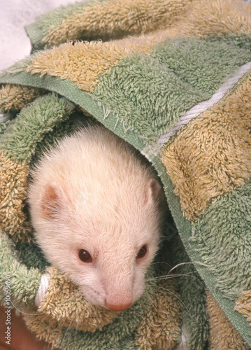 furet blanc