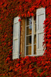fenetre et facade recouverte de vigne vierge a l'automne