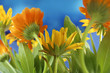 summer background