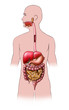 Ilustración: Human digestive system. Digital illustration. Human digestive system. Digital illustration.
