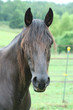 black horse