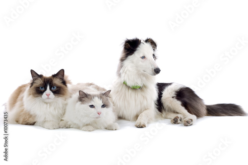 Photo: two cats and a shetland sheepdog isolated on white two cats and a shetland sheepdog isolated on white